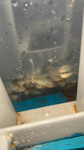Baby Tilapia Fish (1.5-2 Inch) - Grow Your Own to Full Size