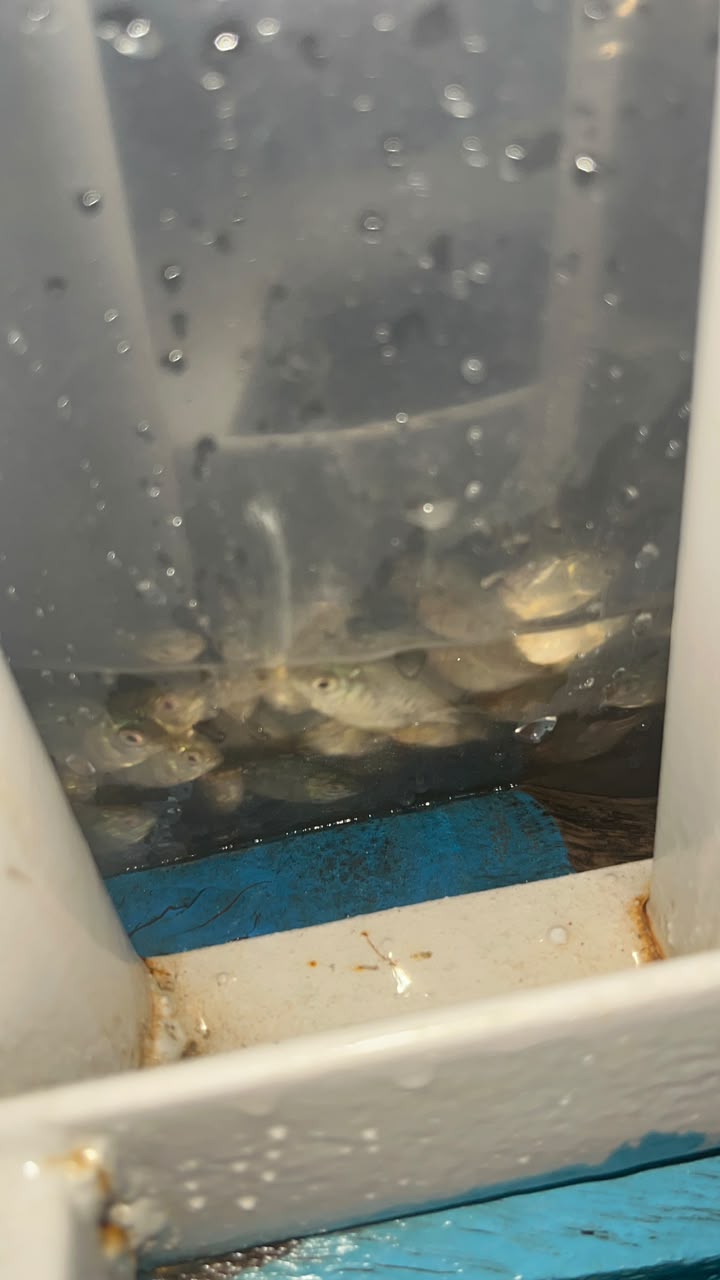 Baby Tilapia Fish (1.5-2 Inch) - Grow Your Own to Full Size